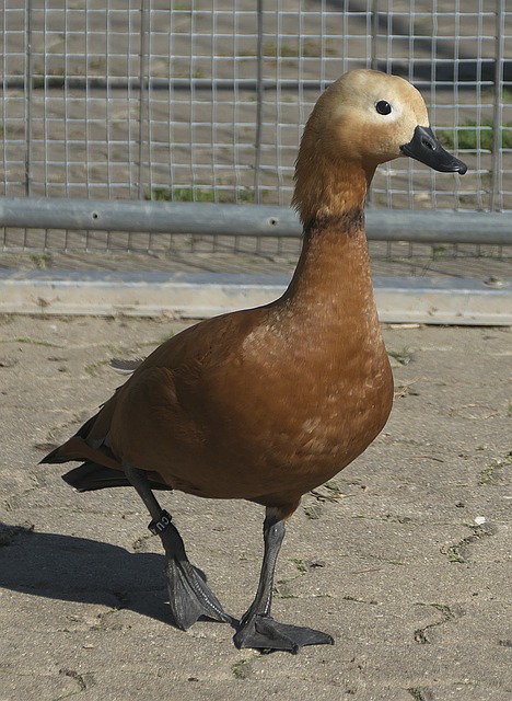 內馬爾夏窗
